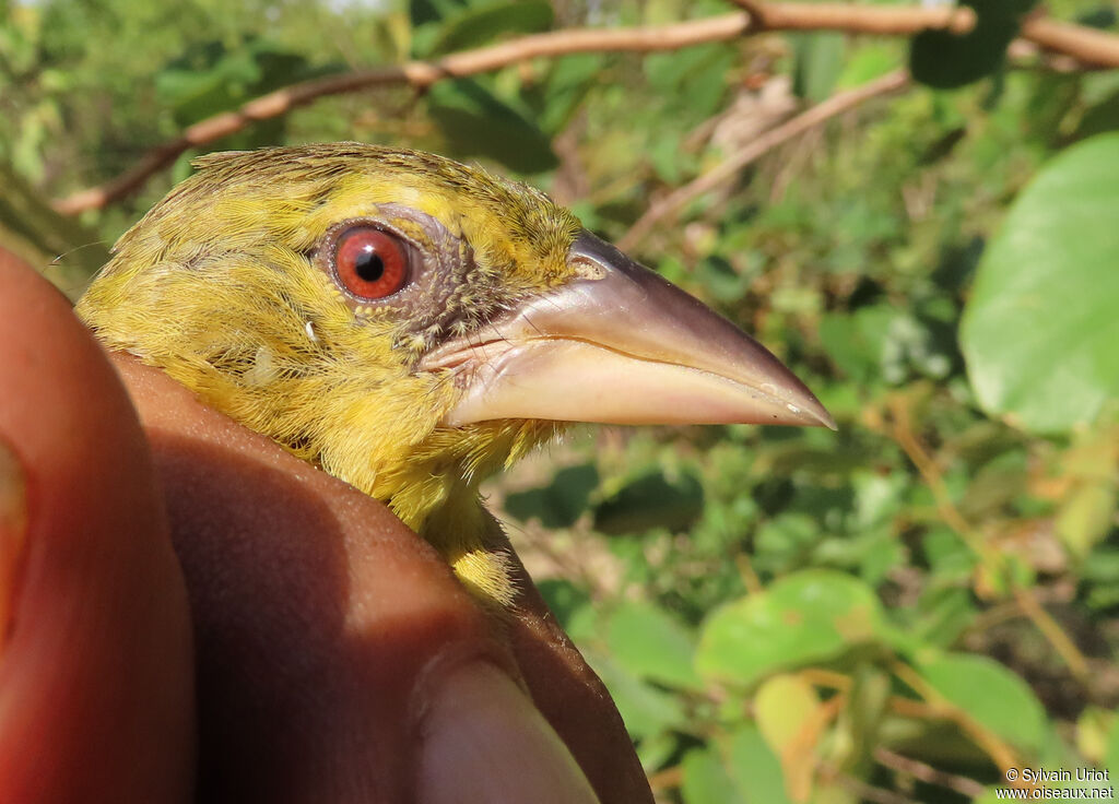 Tisserin gendarmeimmature