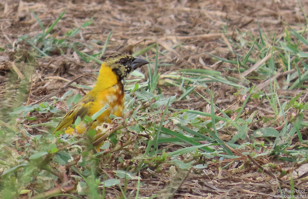 Village Weaver male immature