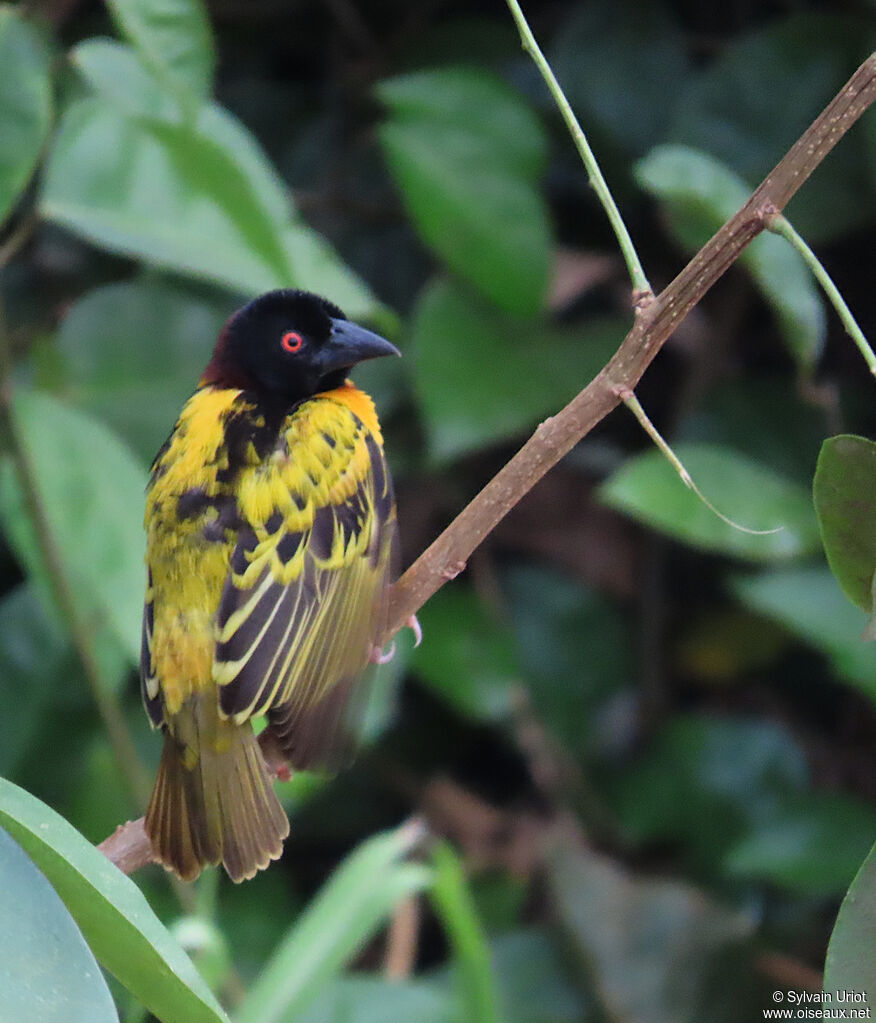Village Weaver male adult