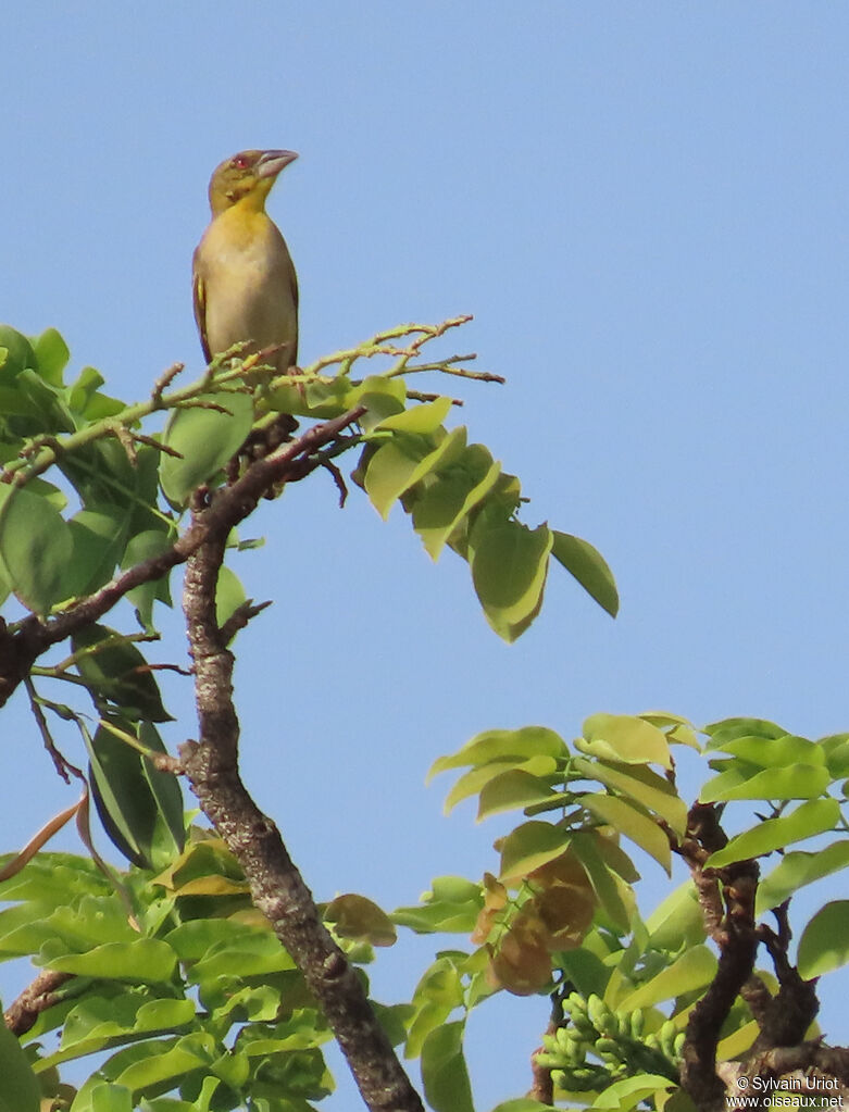Village Weaveradult post breeding