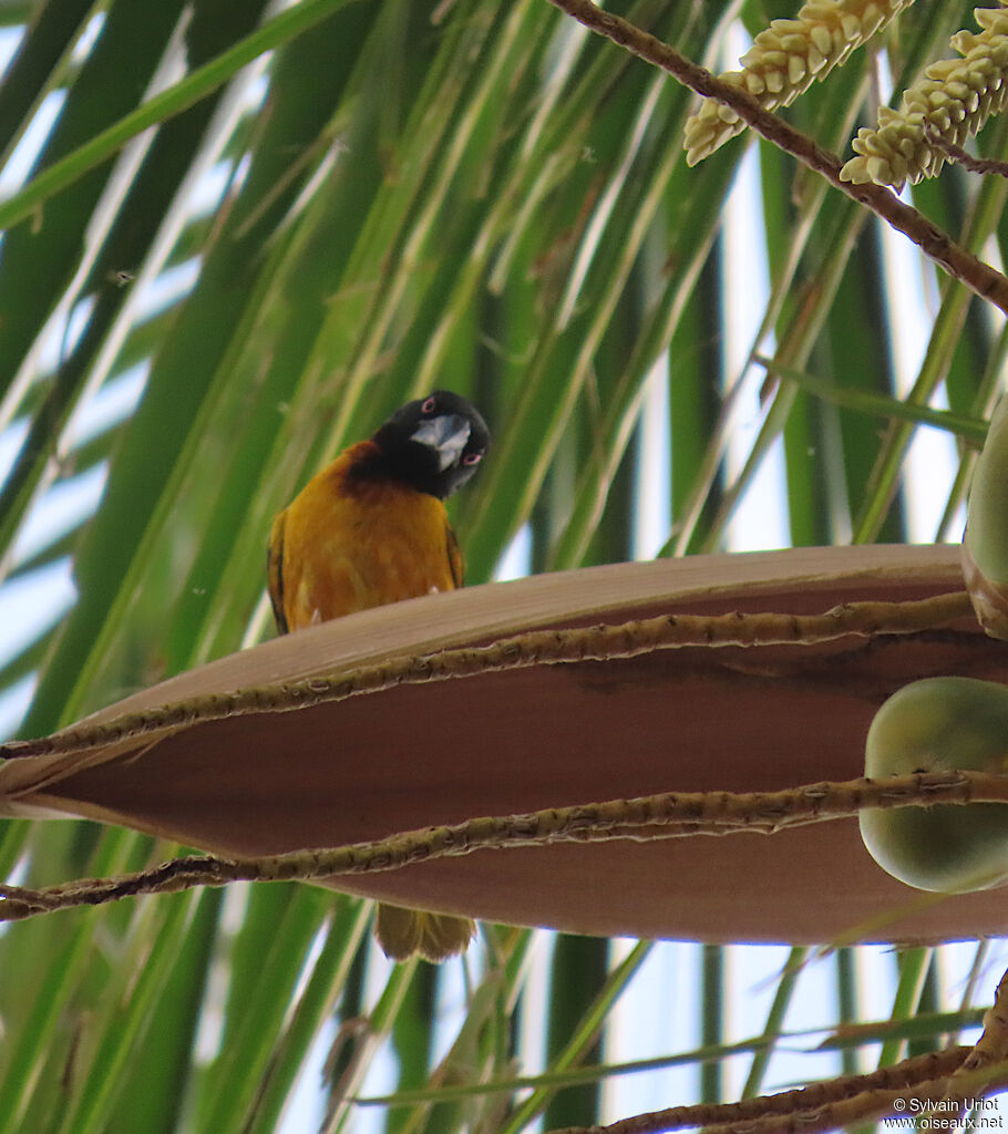 Village Weaver male adult