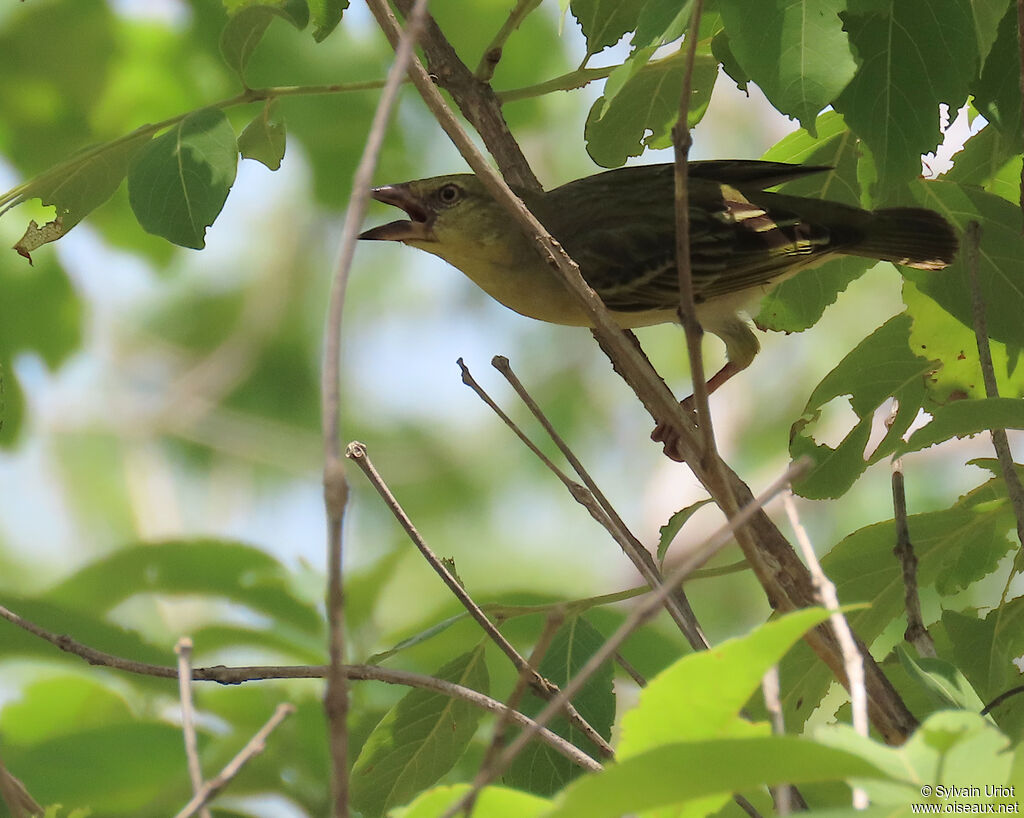 Heuglin's Masked Weaver female adult