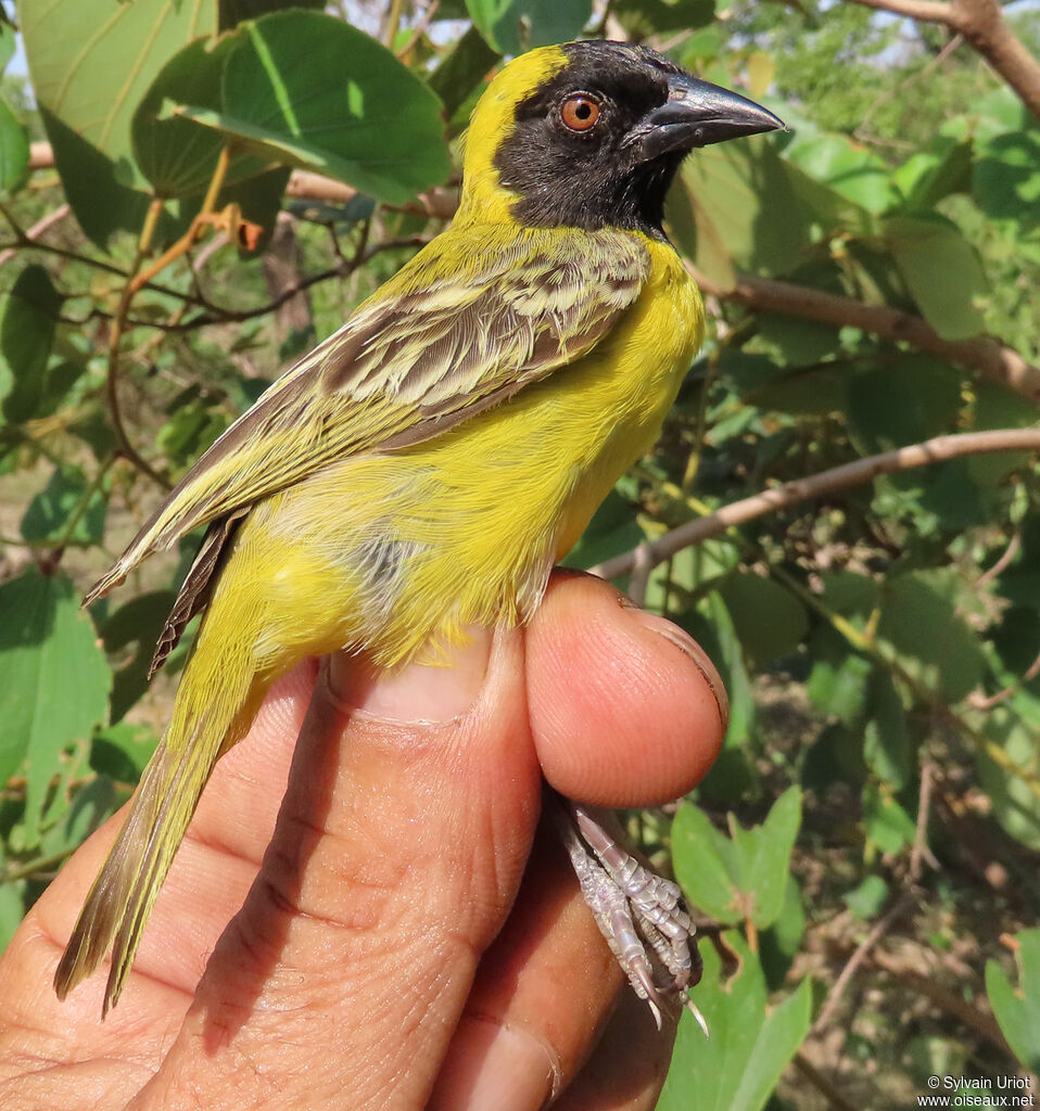 Little Weaver male adult