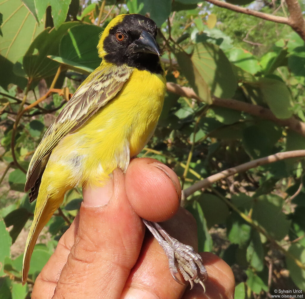 Little Weaver male adult