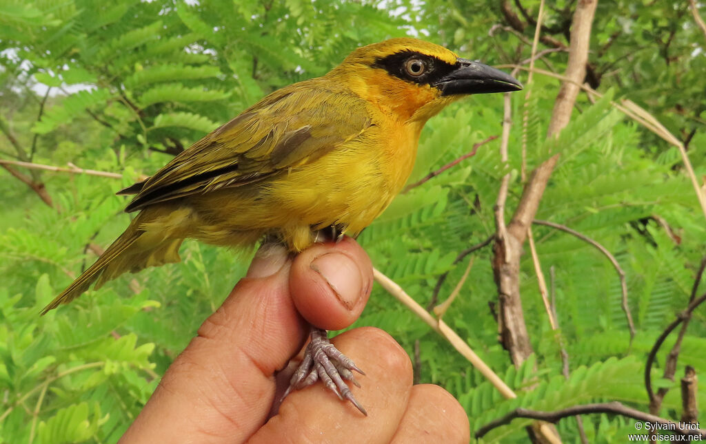 Olive-naped Weaver female adult