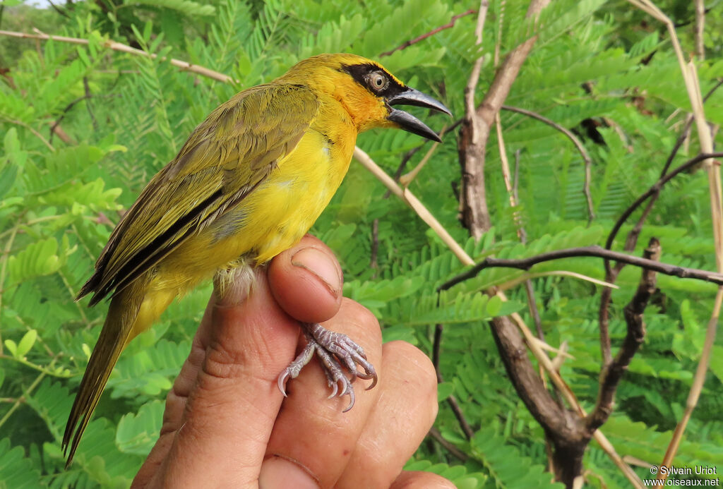 Olive-naped Weaver female adult