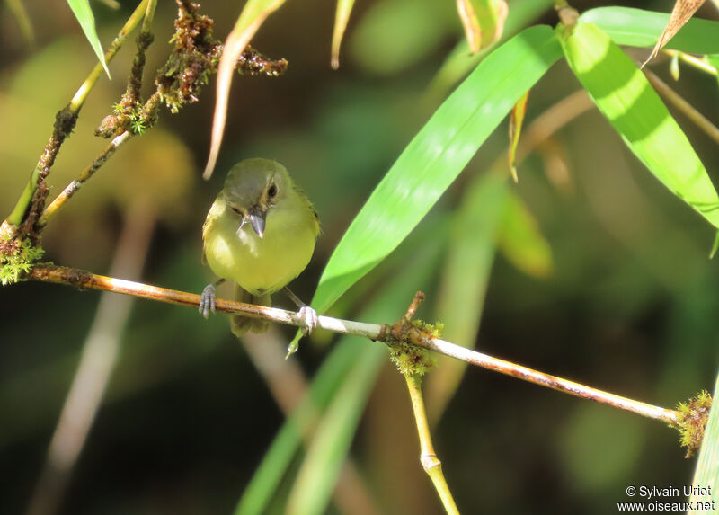 Smoky-fronted Tody-Flycatcheradult