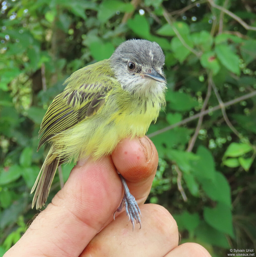 Spotted Tody-Flycatcher