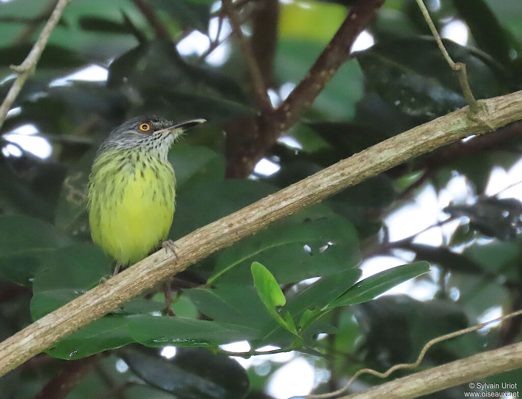 Todirostre tachetéadulte