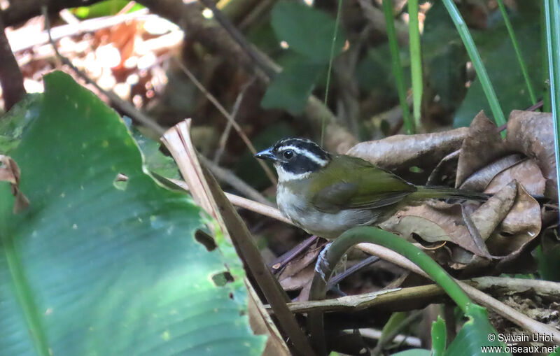 Pectoral Sparrow female adult