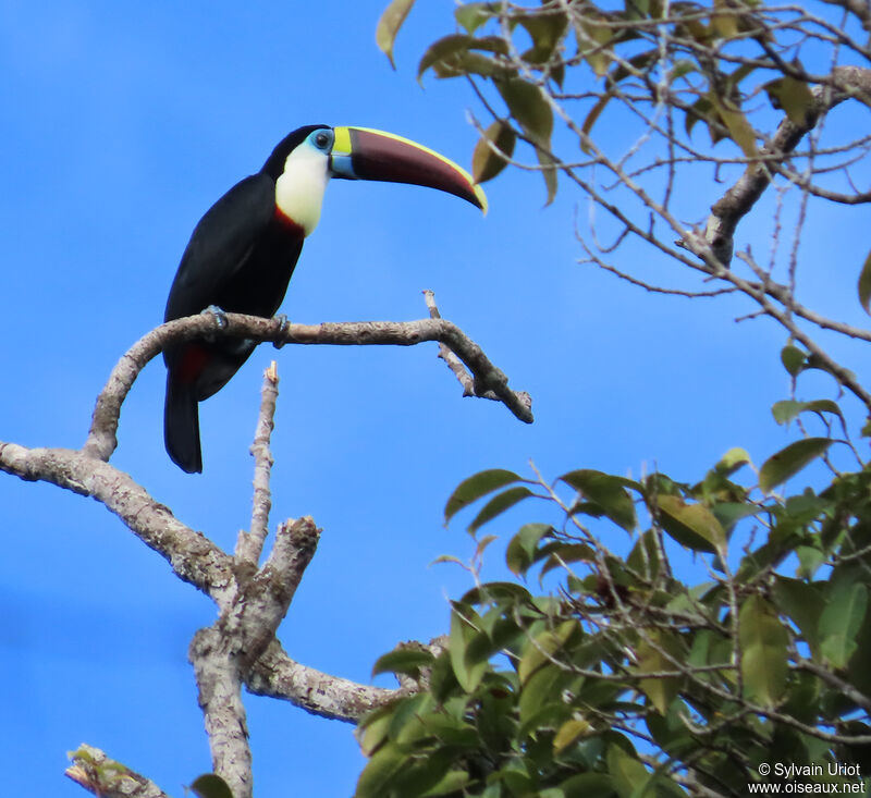 Toucan à bec rougeadulte