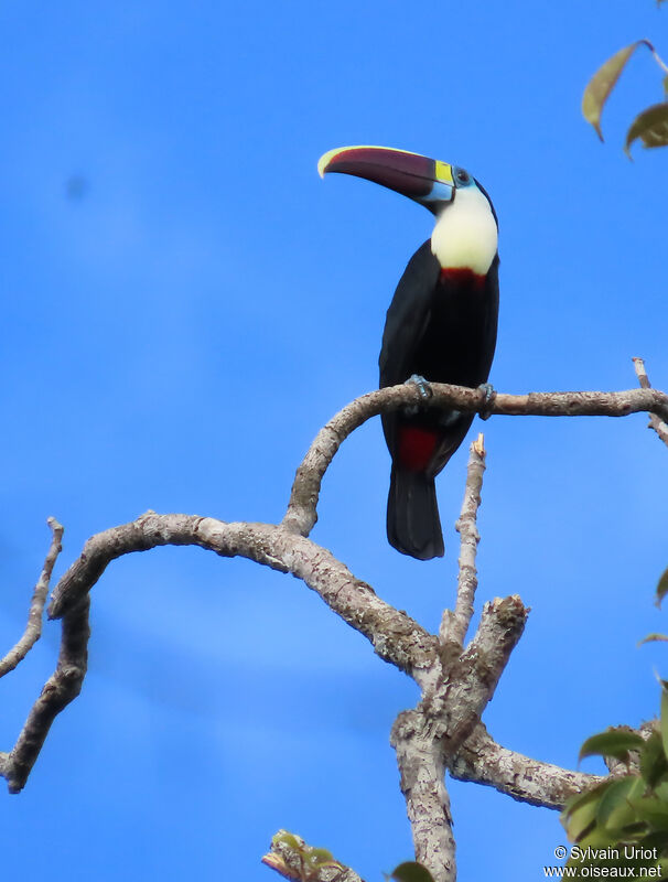 Toucan à bec rougeadulte