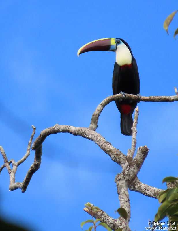 Toucan à bec rougeadulte