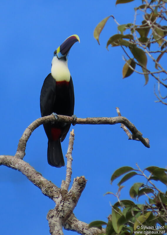 Toucan à bec rougeadulte