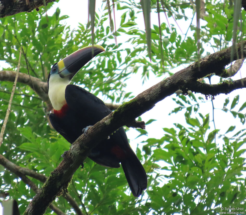 Toucan à bec rouge