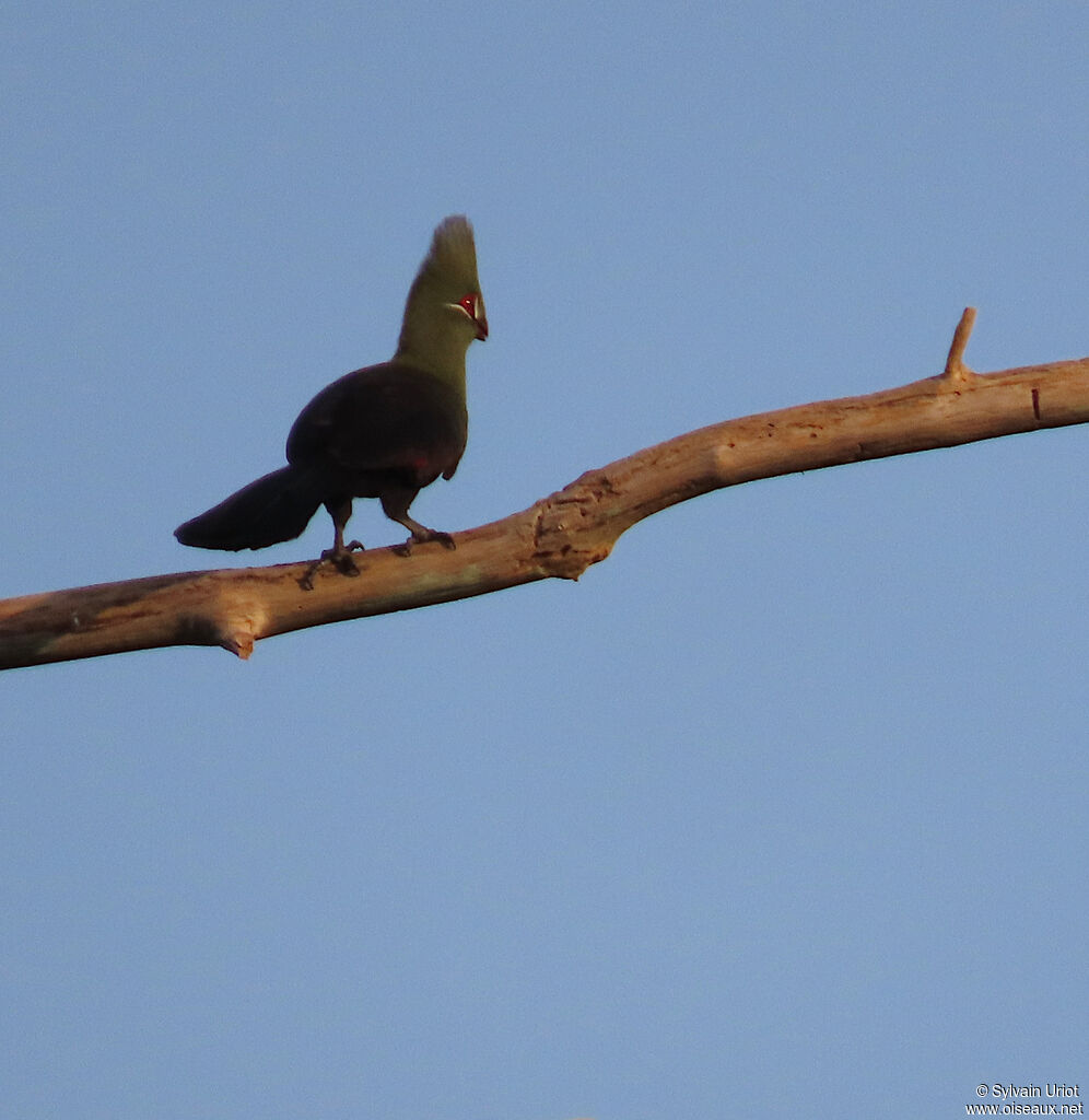 Guinea Turacoadult