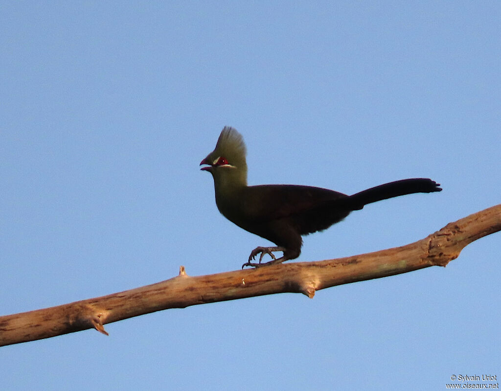 Touraco vertadulte