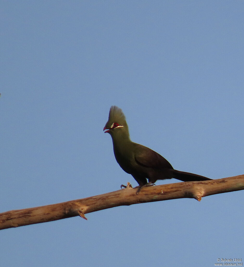 Touraco vertadulte