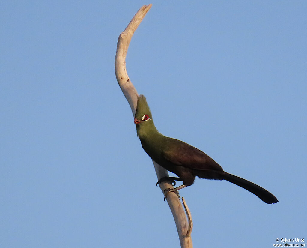 Touraco vertadulte