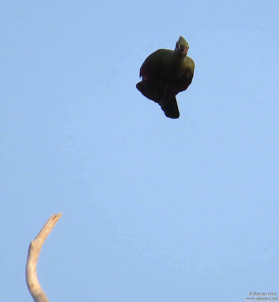 Guinea Turacoadult