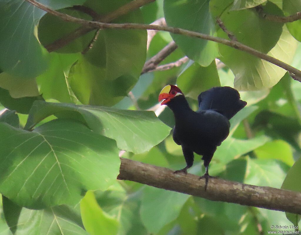 Touraco violetadulte