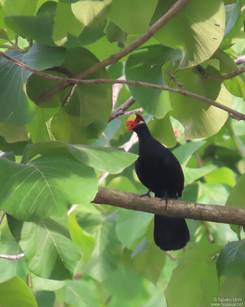 Touraco violetadulte