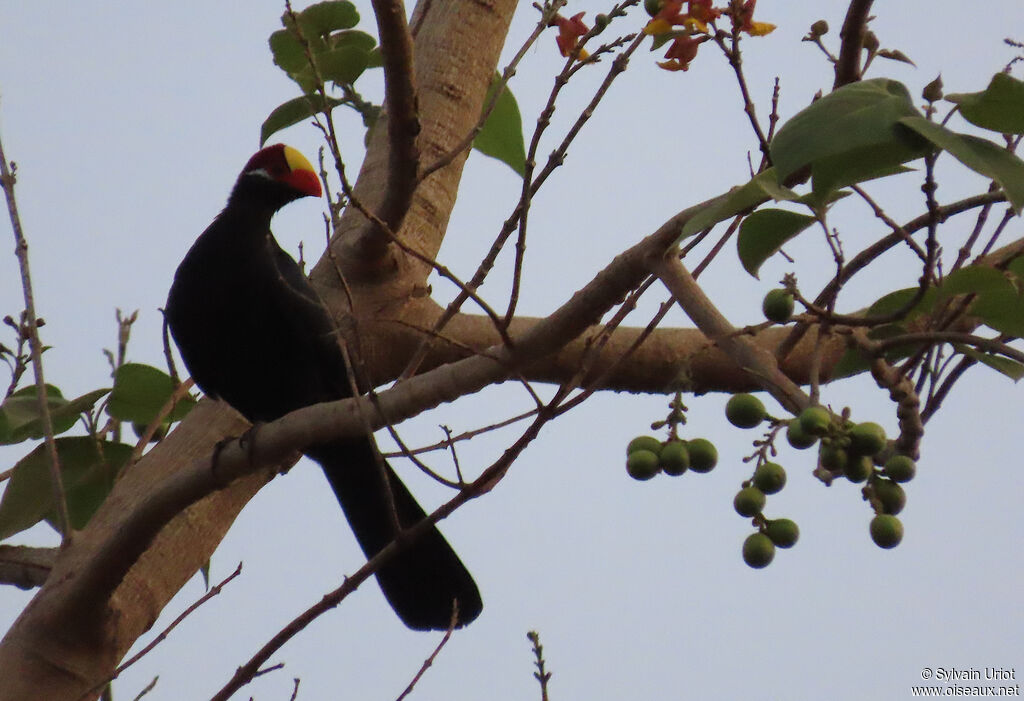 Touraco violetadulte
