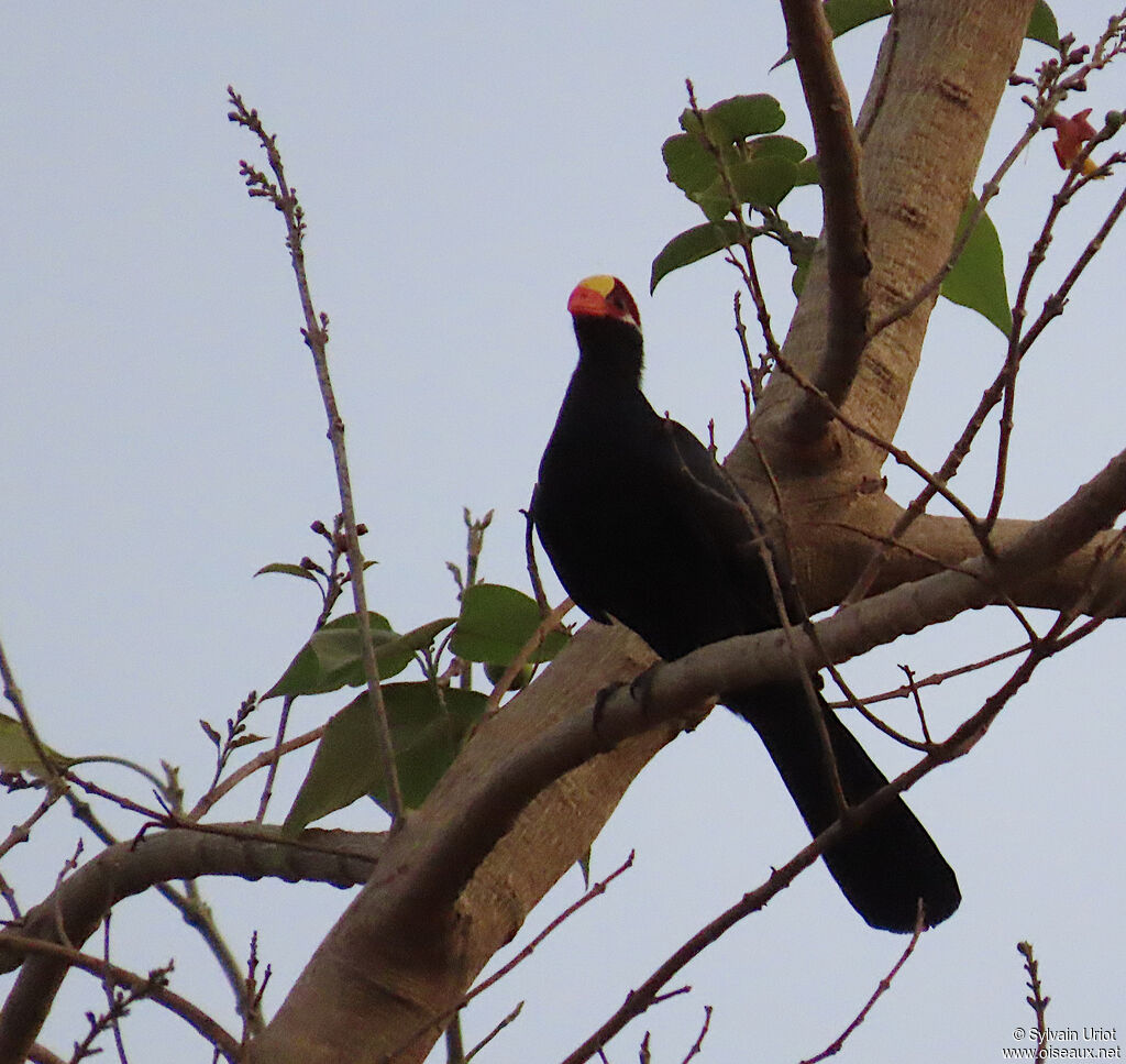 Touraco violetadulte