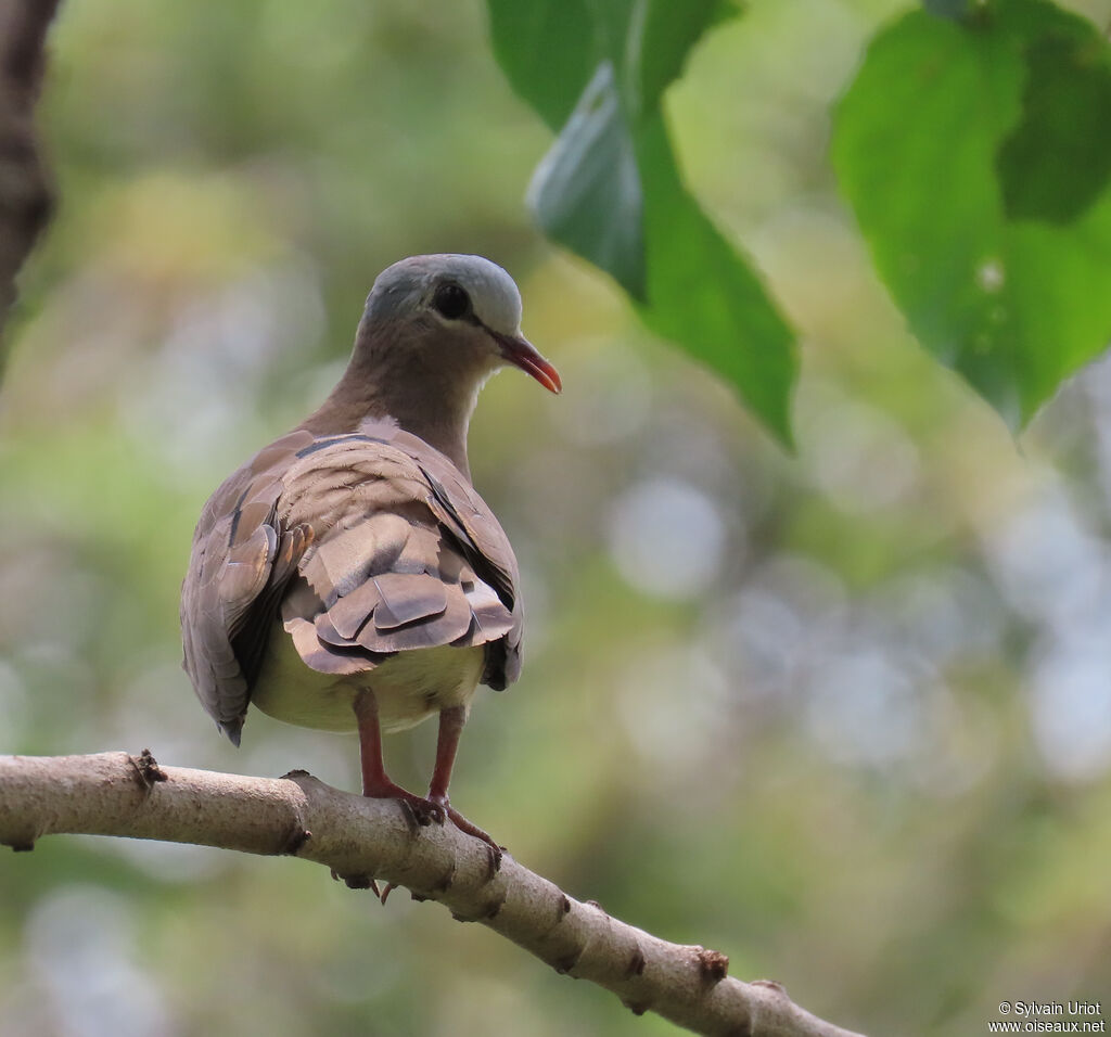 Blue-spotted Wood Doveadult
