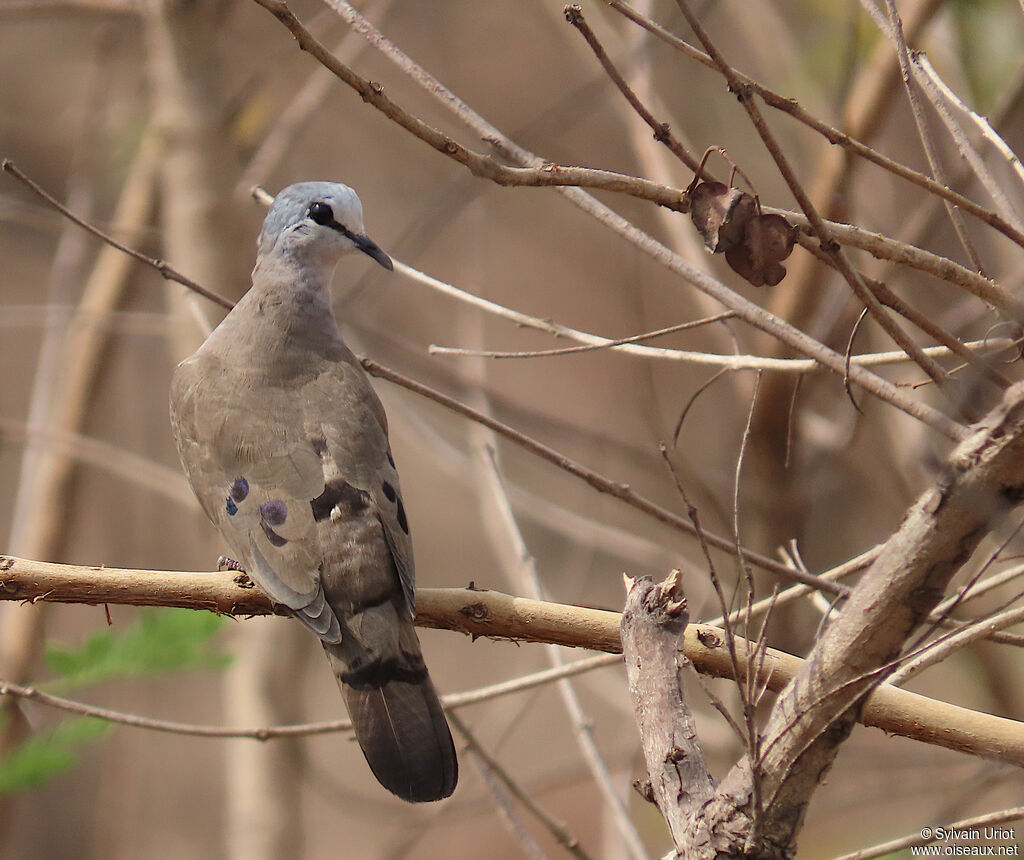 Black-billed Wood Doveadult