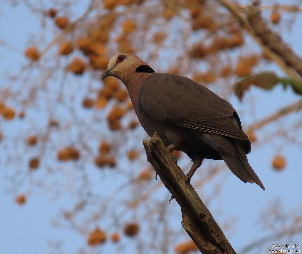 Red-eyed Doveadult
