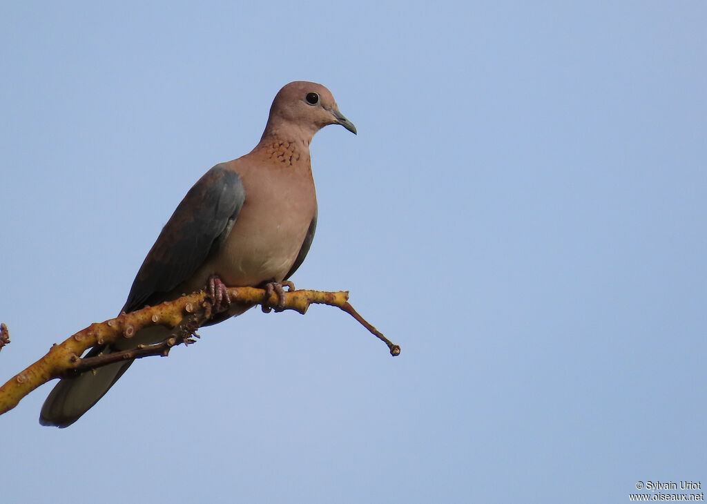 Laughing Doveadult