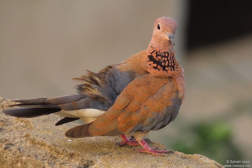 Laughing Doveadult