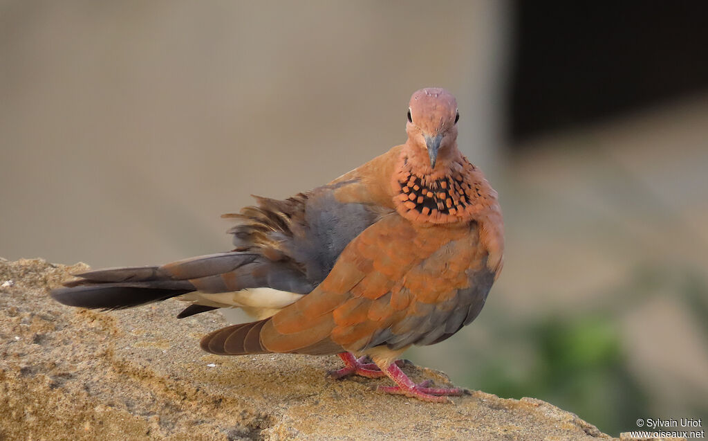 Laughing Doveadult