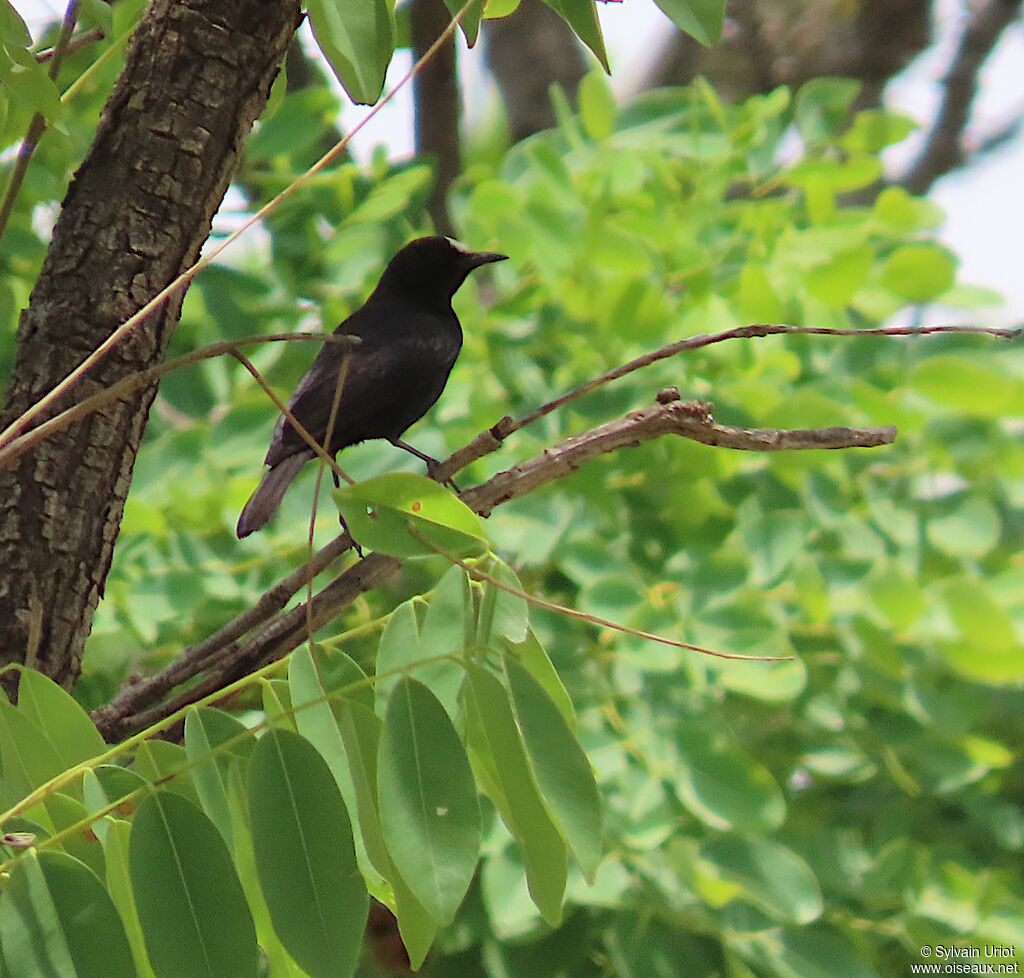 White-fronted Black Chat male adult