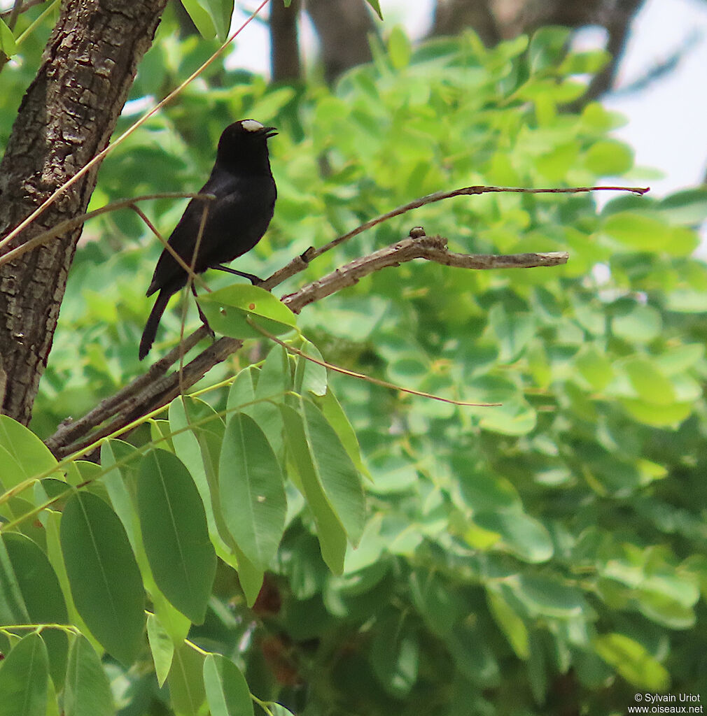 White-fronted Black Chat male adult