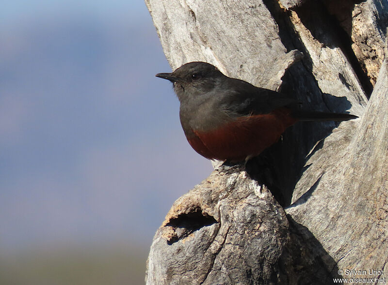 Mocking Cliff Chat female adult