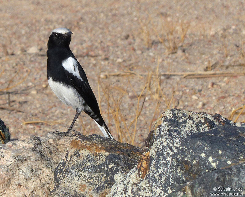 Mountain Wheatearadult