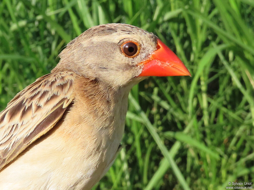 Red-billed Queleaadult post breeding