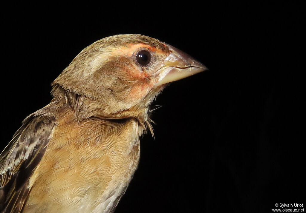 Red-headed Queleaimmature