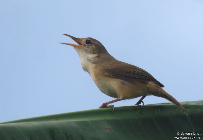 Southern House Wrenadult