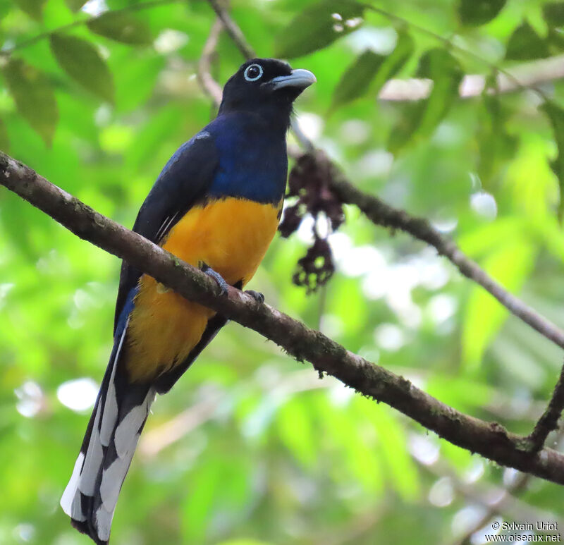 Trogon à queue blanche mâle adulte