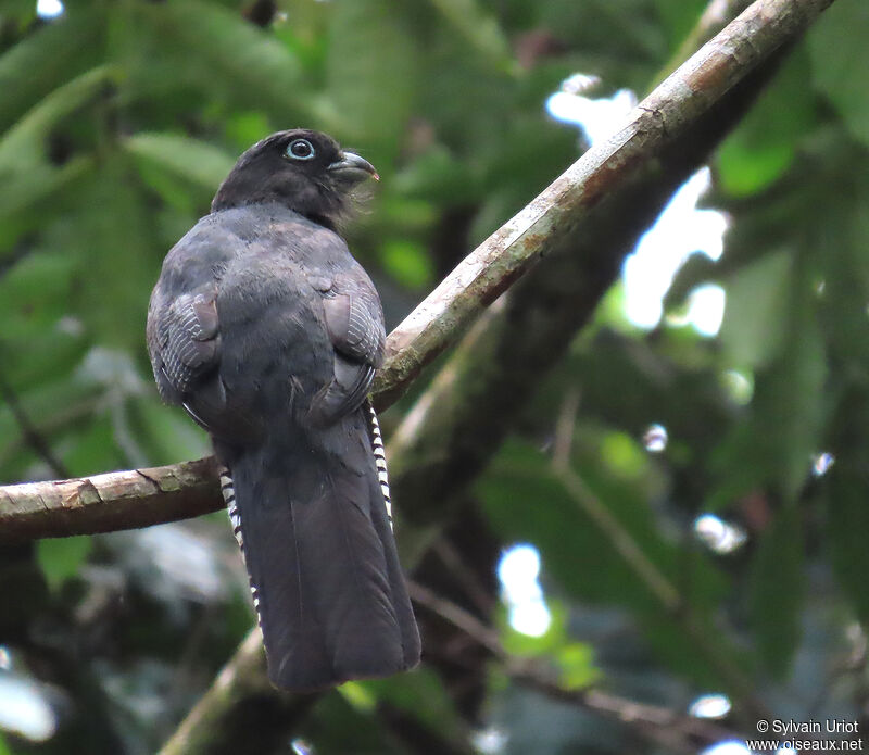 Trogon à queue blanche femelle adulte