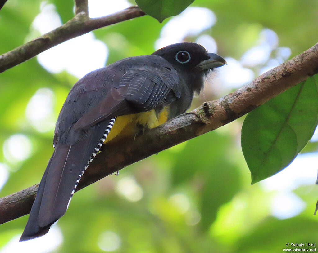 Trogon à queue blanche femelle adulte