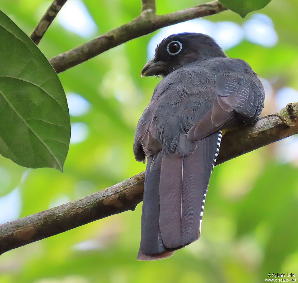 Trogon à queue blanche femelle adulte