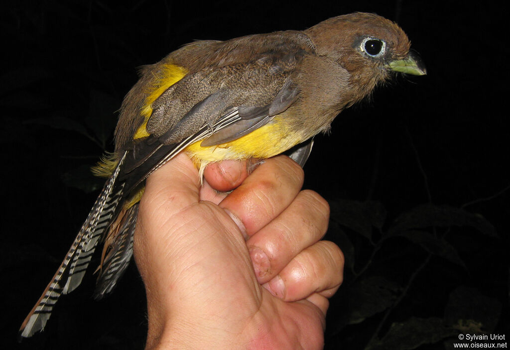 Trogon aurore femelle adulte