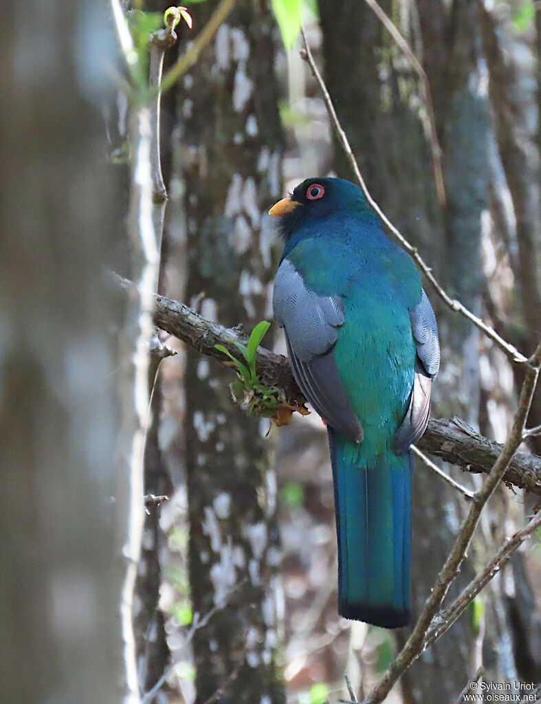 Trogon d'Équateur