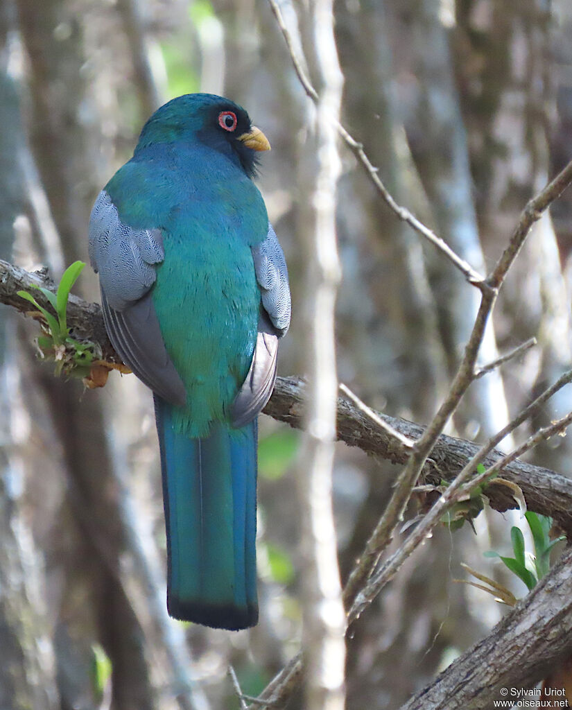 Trogon d'Équateur