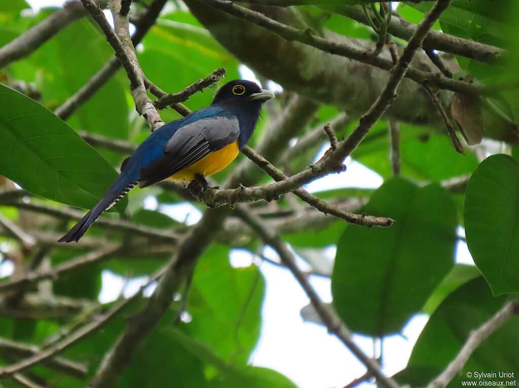 Trogon pattu