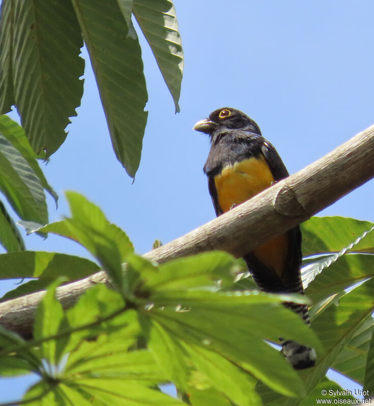 Guianan Trogon male adult